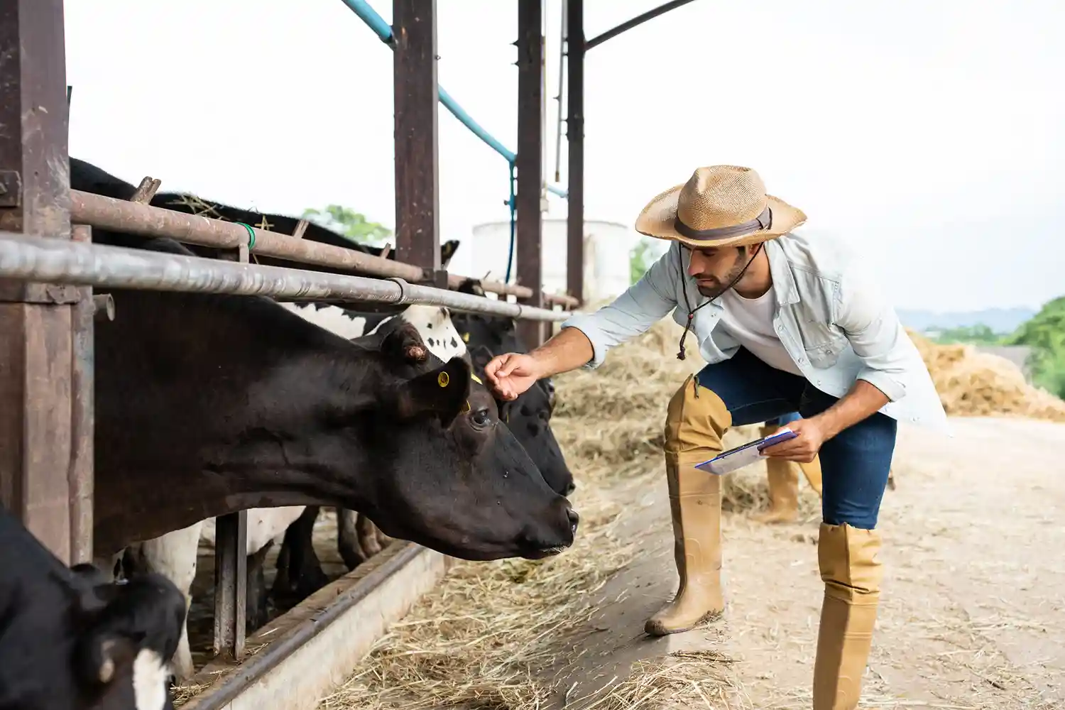Man feeding a cow