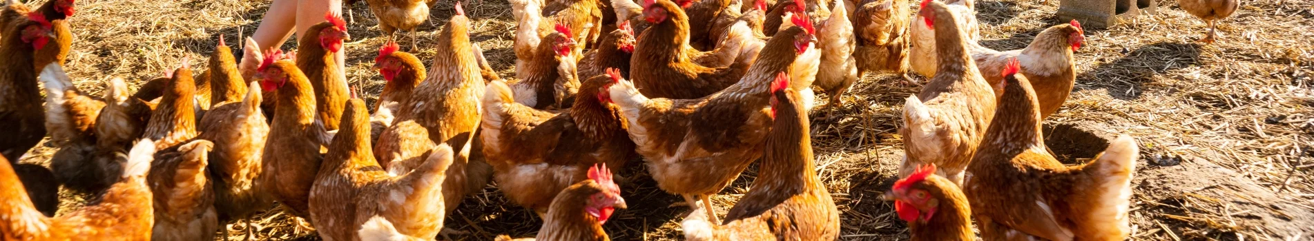 Background Image - 18% All Flock