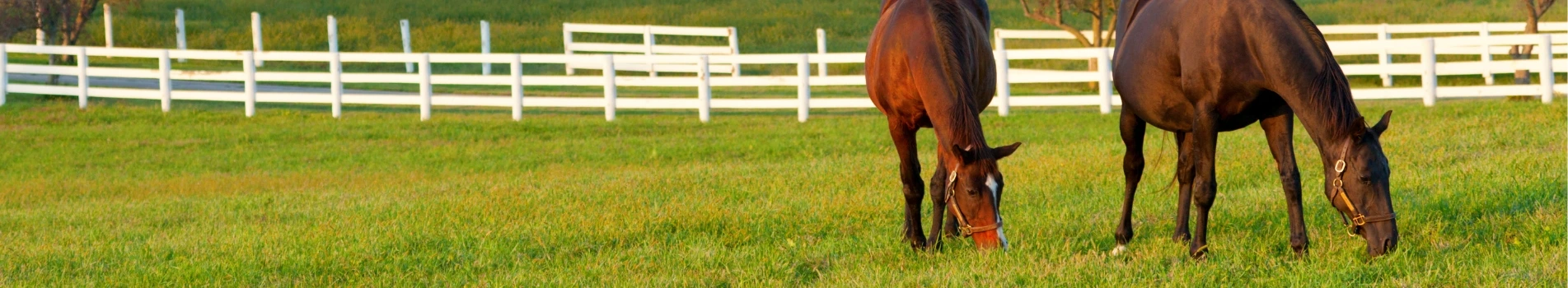 Background Image - 16% Horse Power Supplement Block