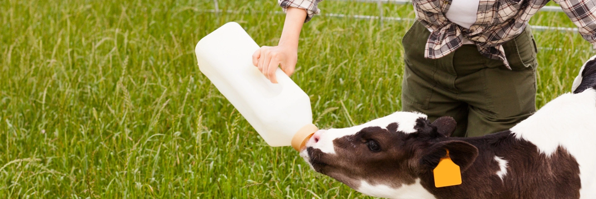 newborn calf.webp