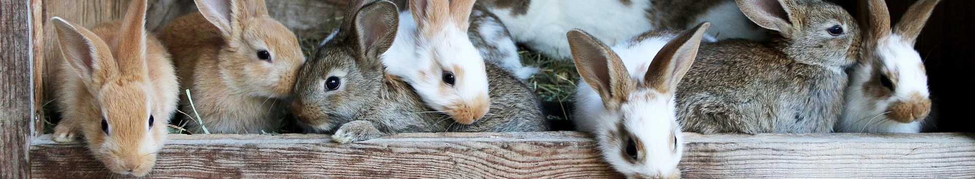 Background Image - Complete 16% Rabbit Feed