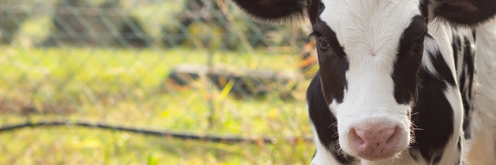 male calf (2).webp