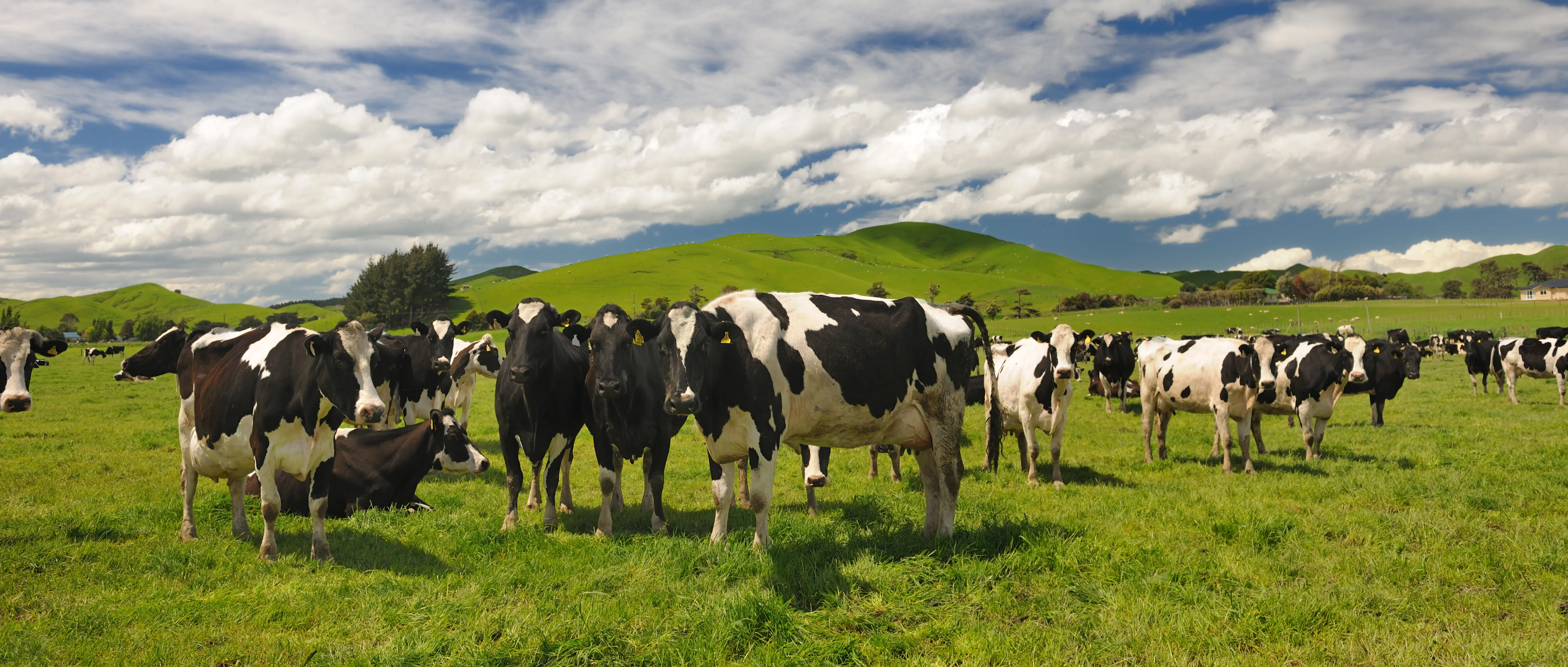 Background Image - Concentrate 32% Cattle