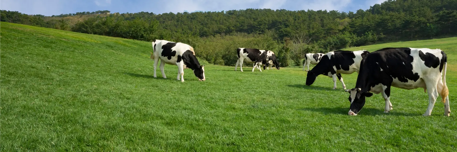 White and black cow in a pasture.