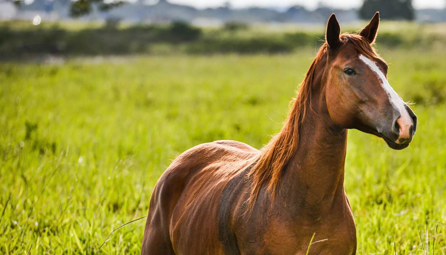 Horse running amid a brachiaria pasture