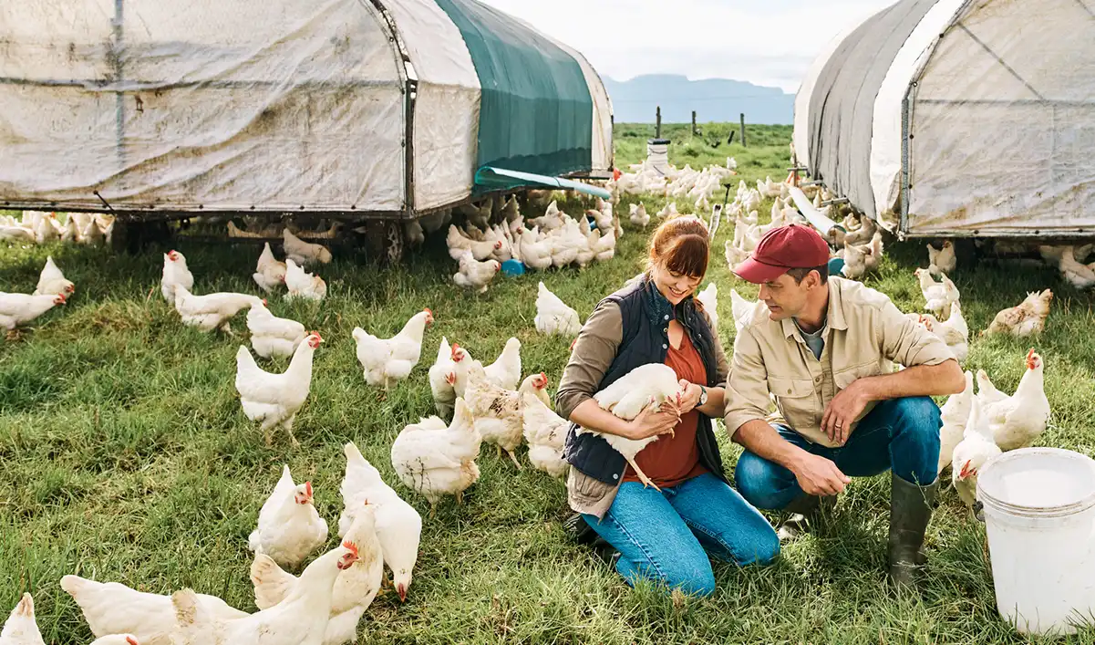 Feeding Chickens