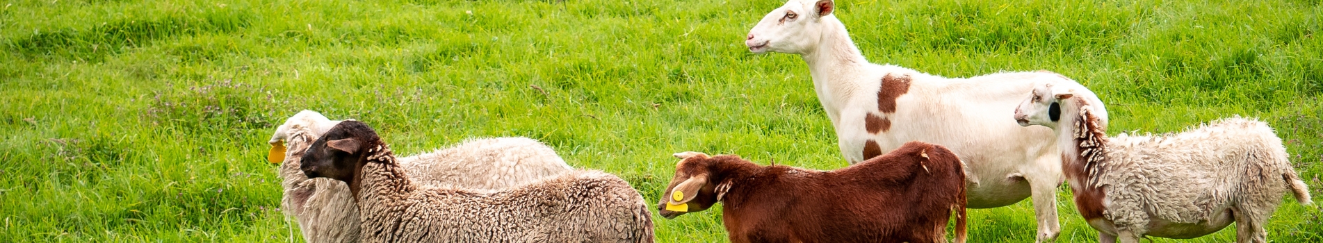 Background Image - Sheep & Goat Supplement Block