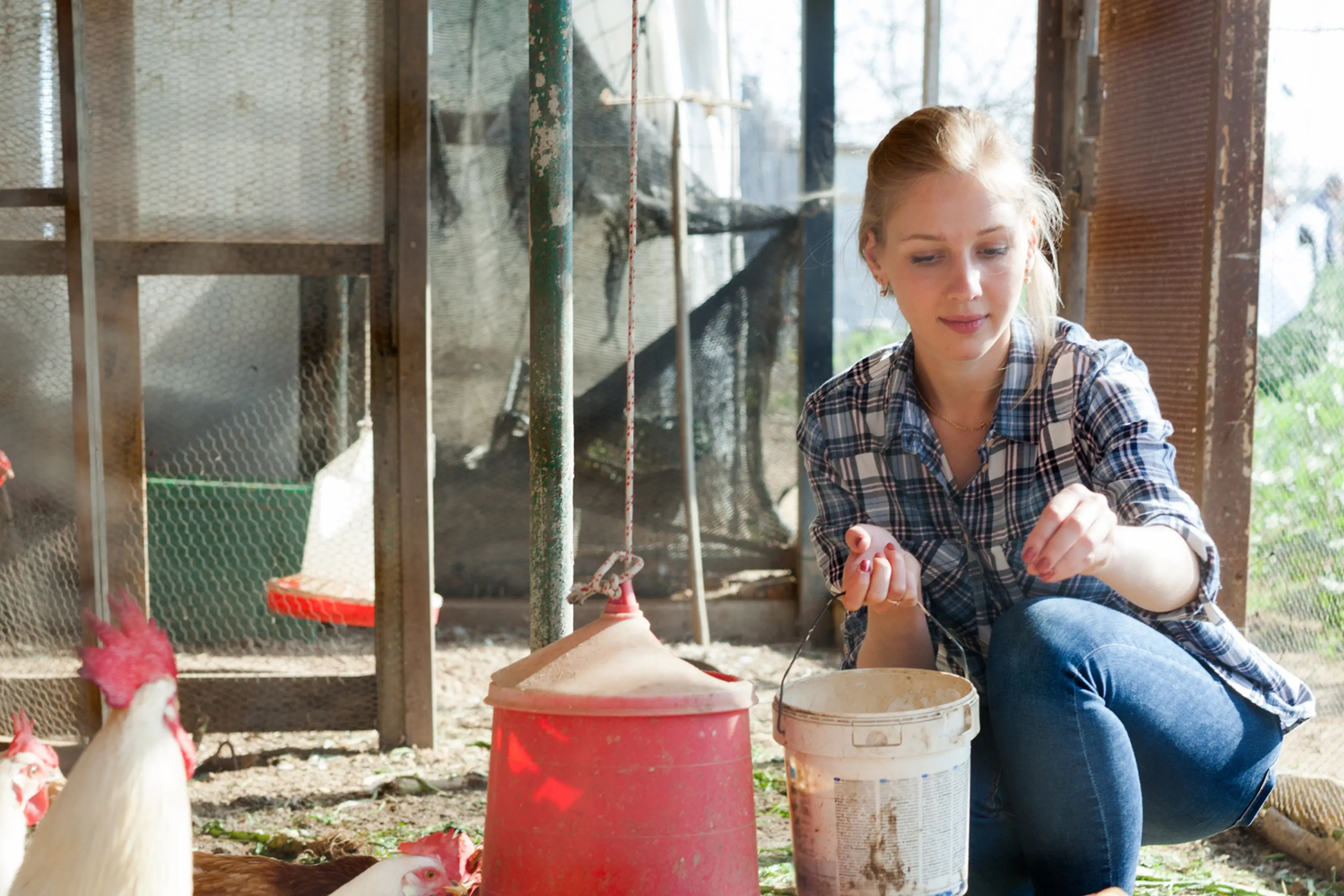 Young woman farmer caring for poultry 