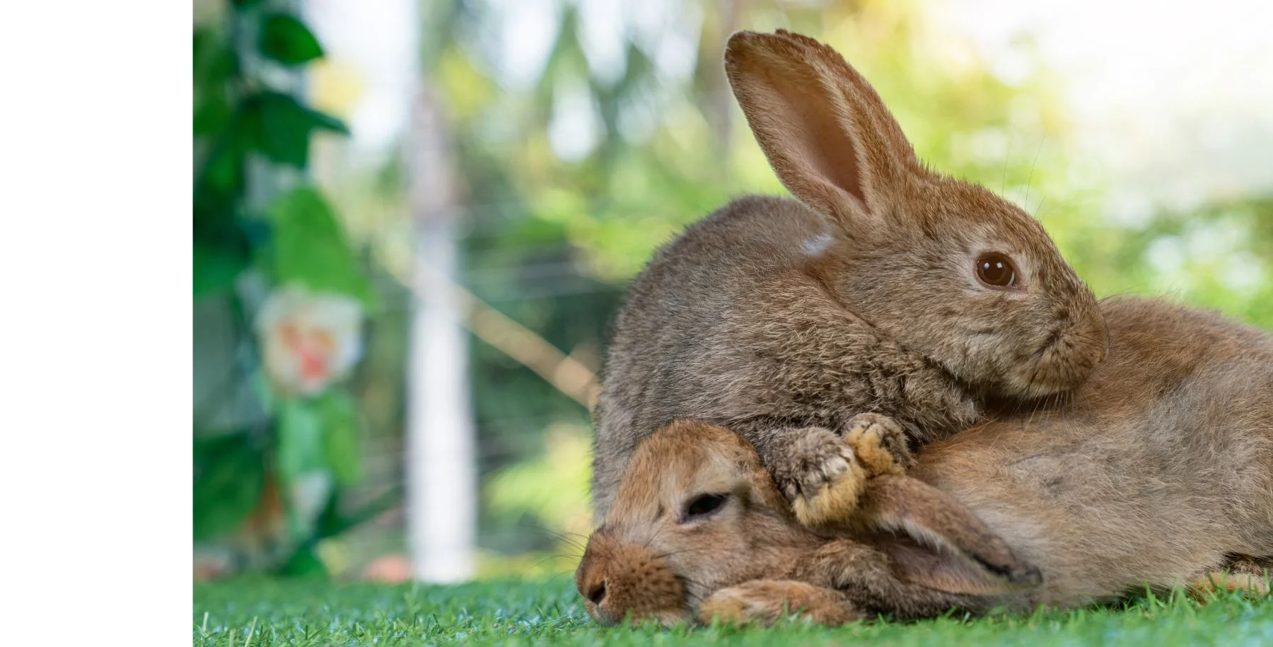 2rabbits.webp