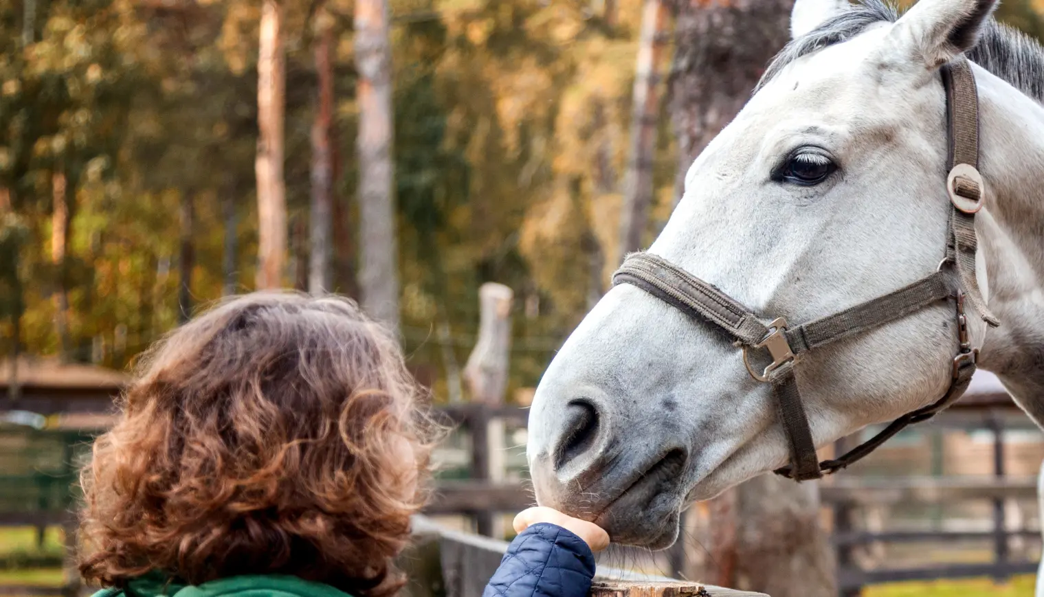 Beautiful young woman is feeding horse with hands
