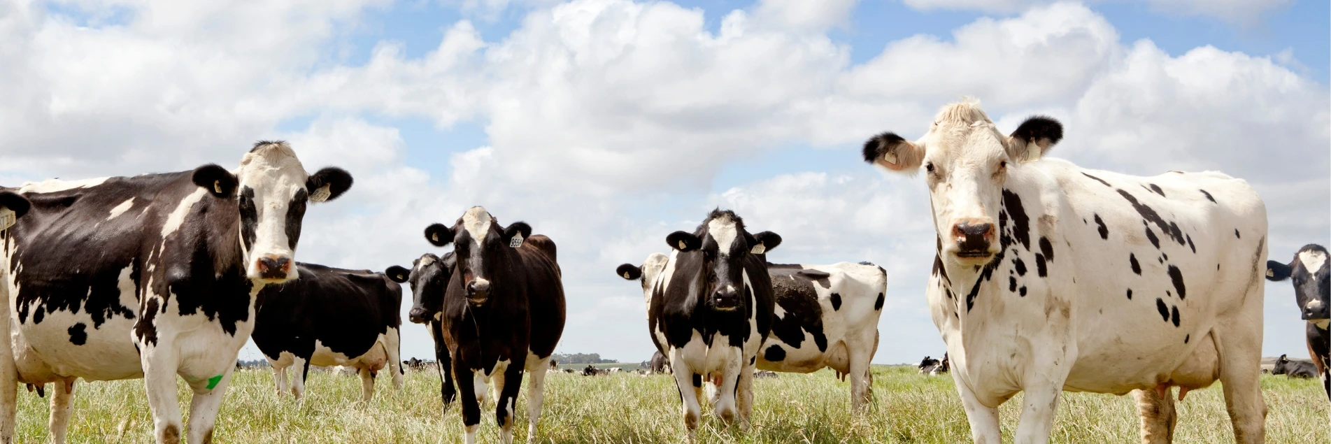 Cows grazing in a field