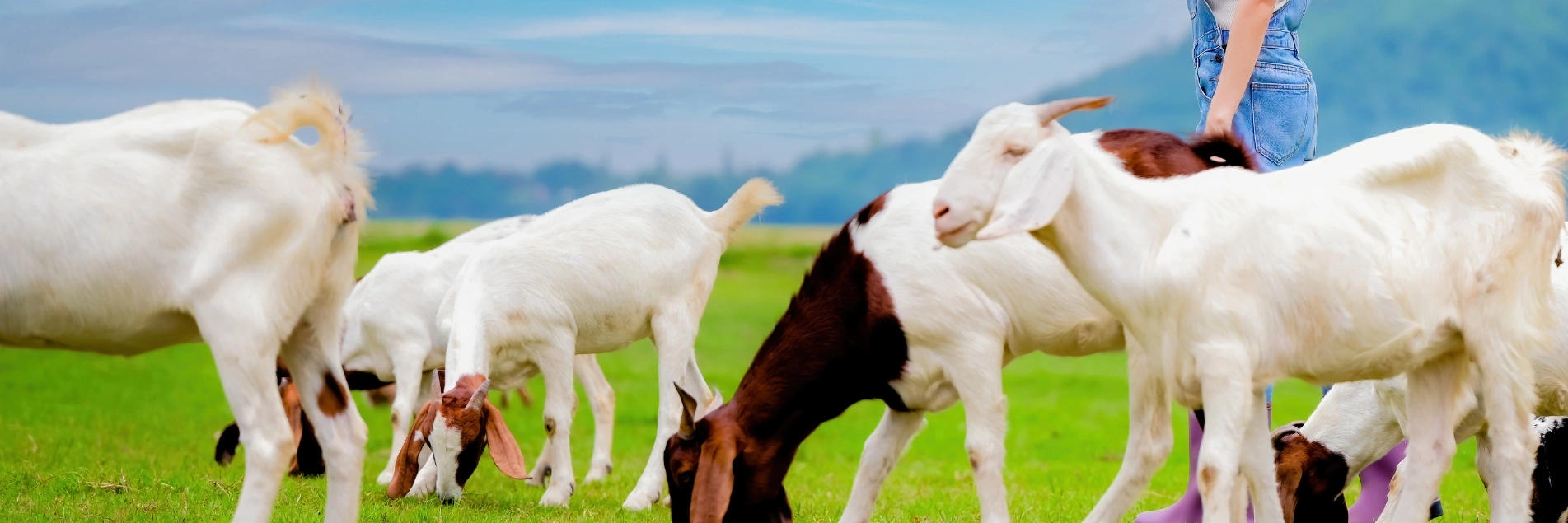 Goats grazing in the field