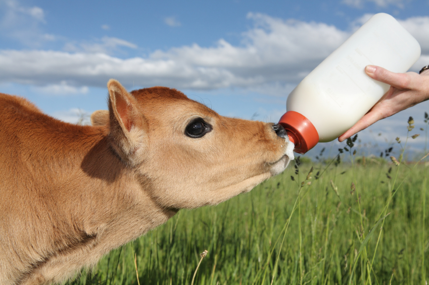 Calf-Milk-Replacer-Buyers-Guide.jpg