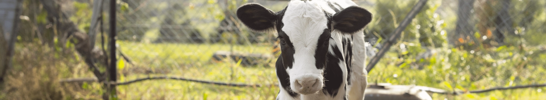 Background Image - Sweet 18% Calf Starter