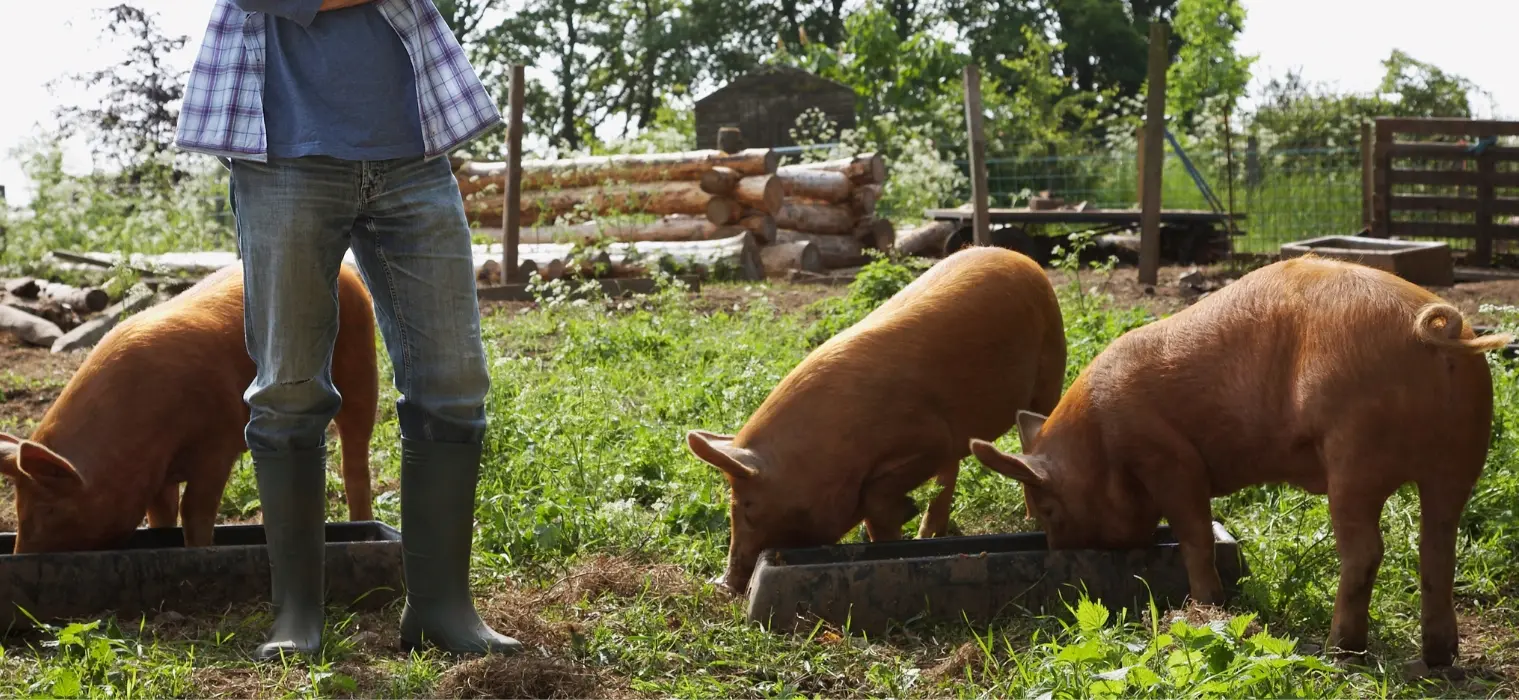 White Man Feeding Pigs 