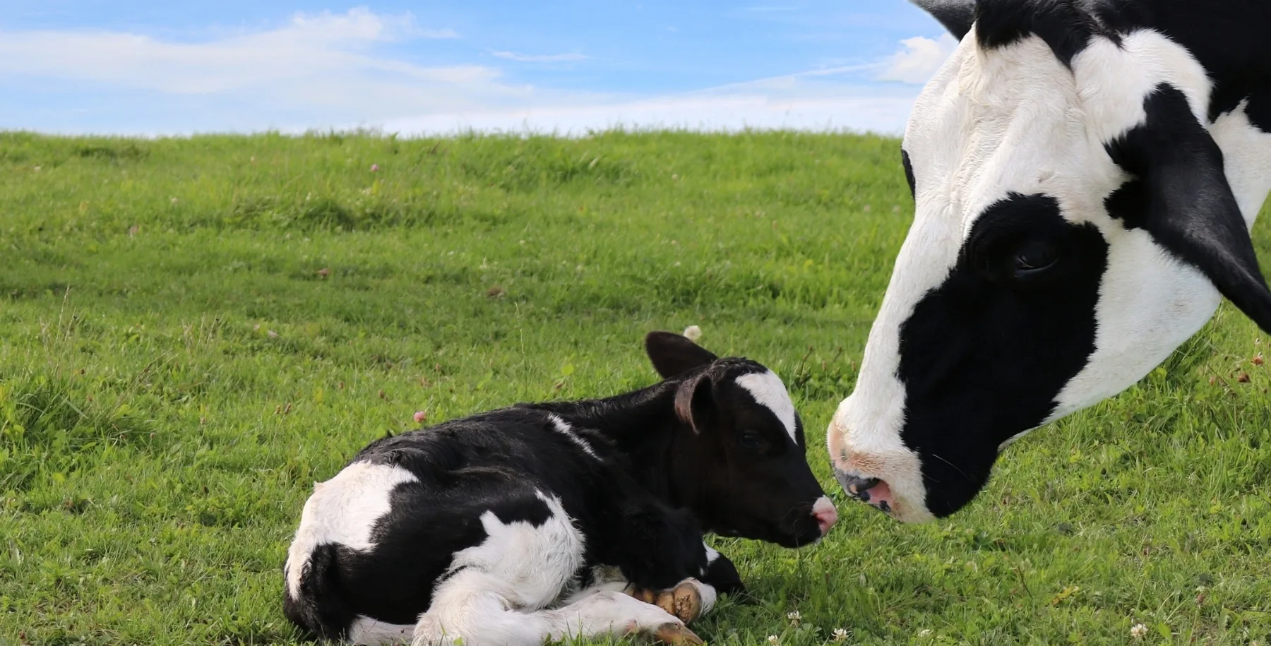 Face of black and white cow bonding with her new baby