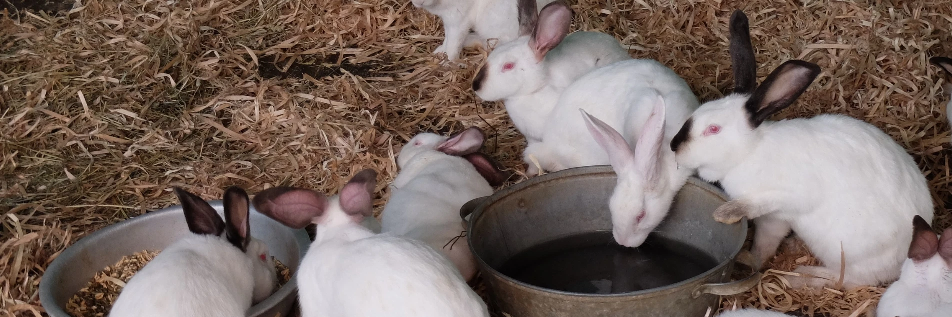 cage young rabbits in a barn.webp
