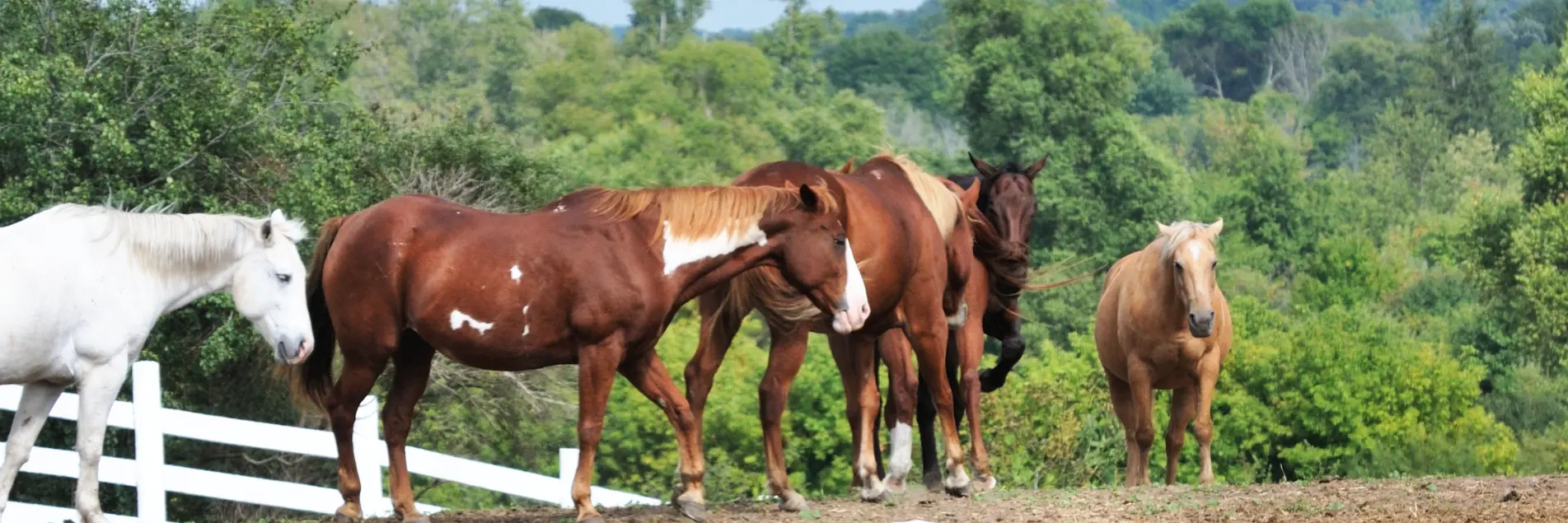 One bull and herd of horses in dry pasture