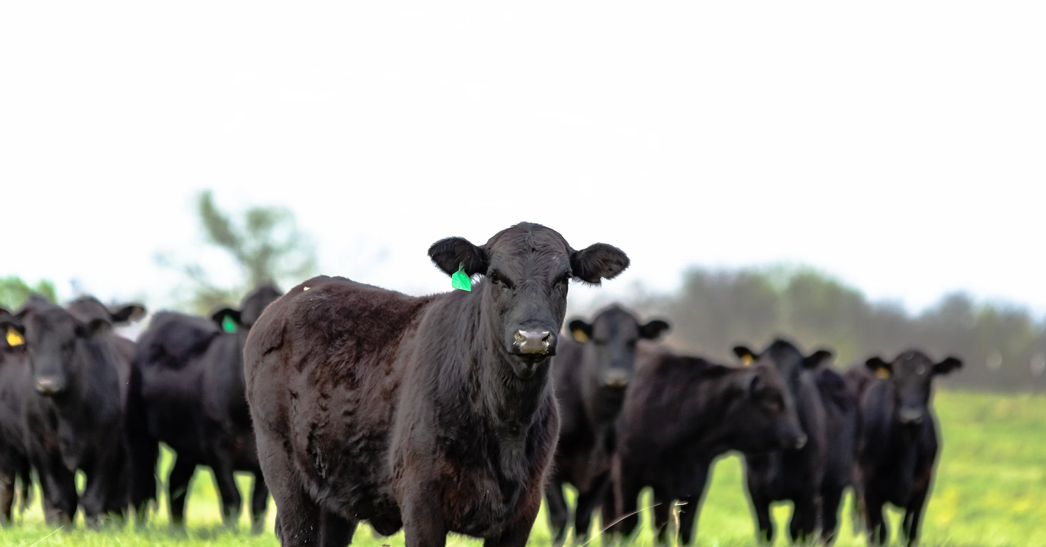 Background Image - All-Purpose Cattle
