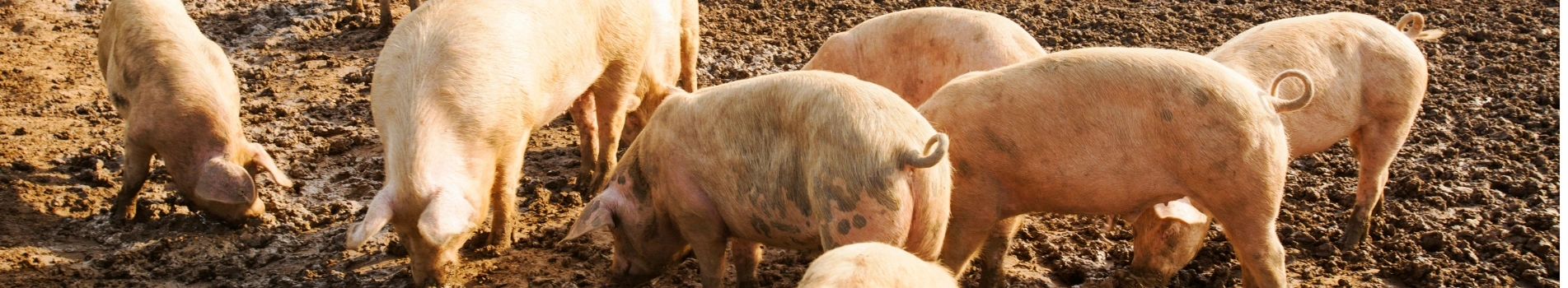 Background Image - Pelleted 16% Swine Feed