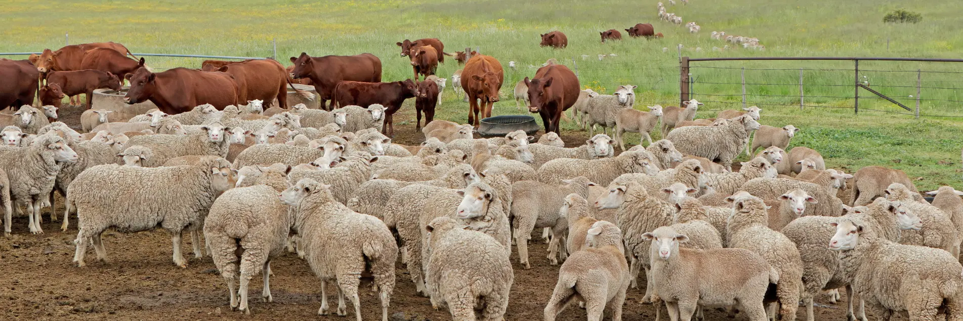 Free-range sheep and cattle in natural farm land