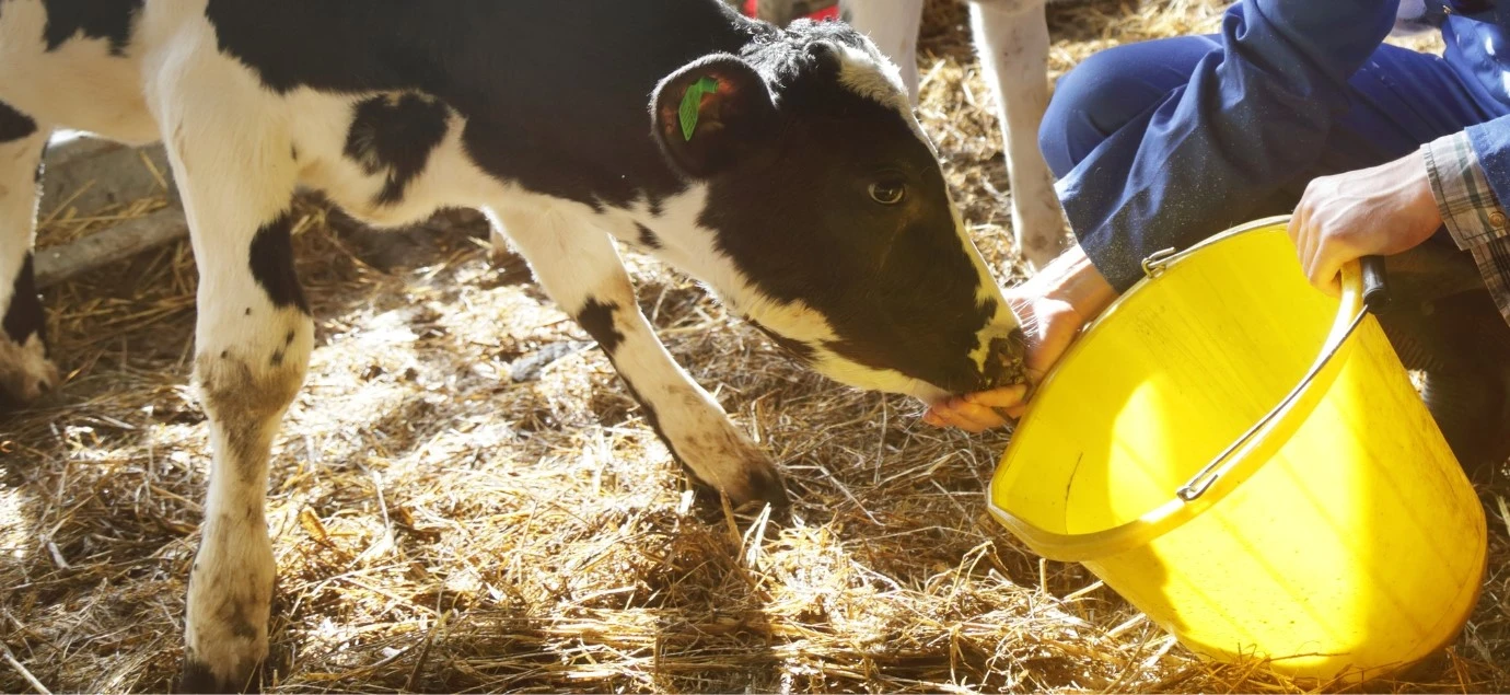 Man on-farm feeding calves.webp