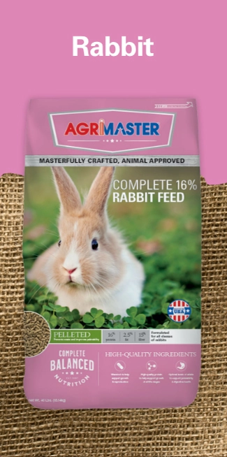 rabbit