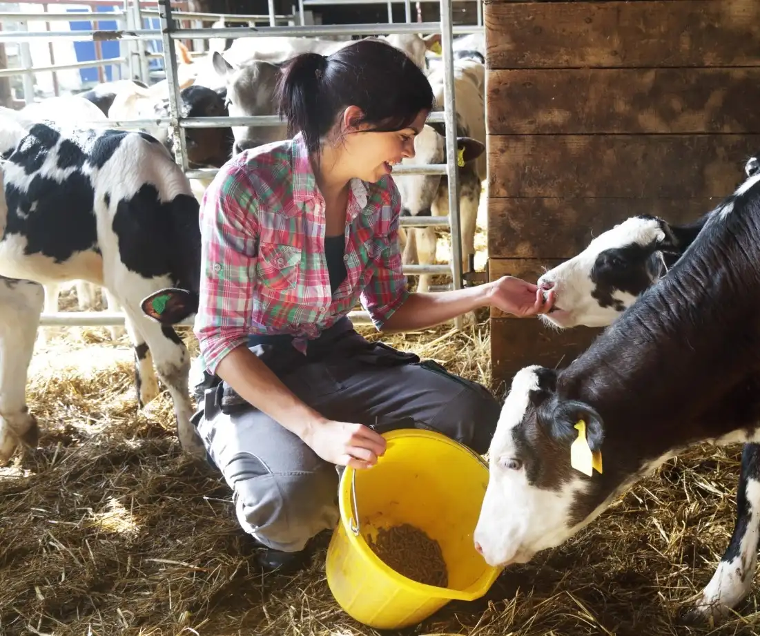 Woman-feeding-cow.webp