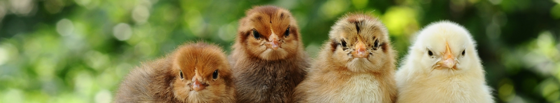 Background Image - 18% Chick Starter-Grower