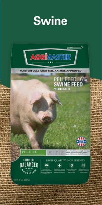 swine