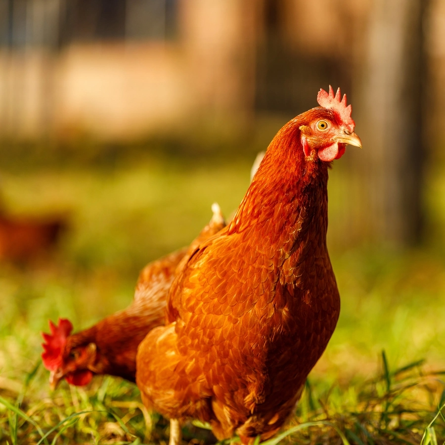 picture of all flock chicken