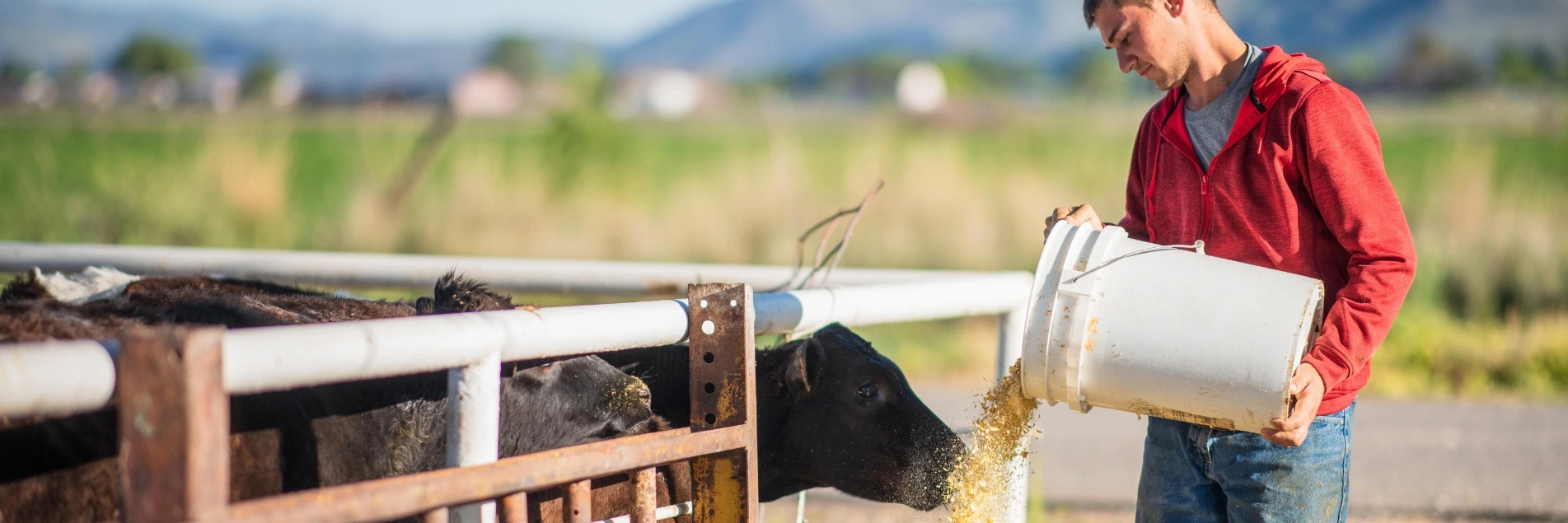 A young man adding feed from a bucket to hay for cows at a farm