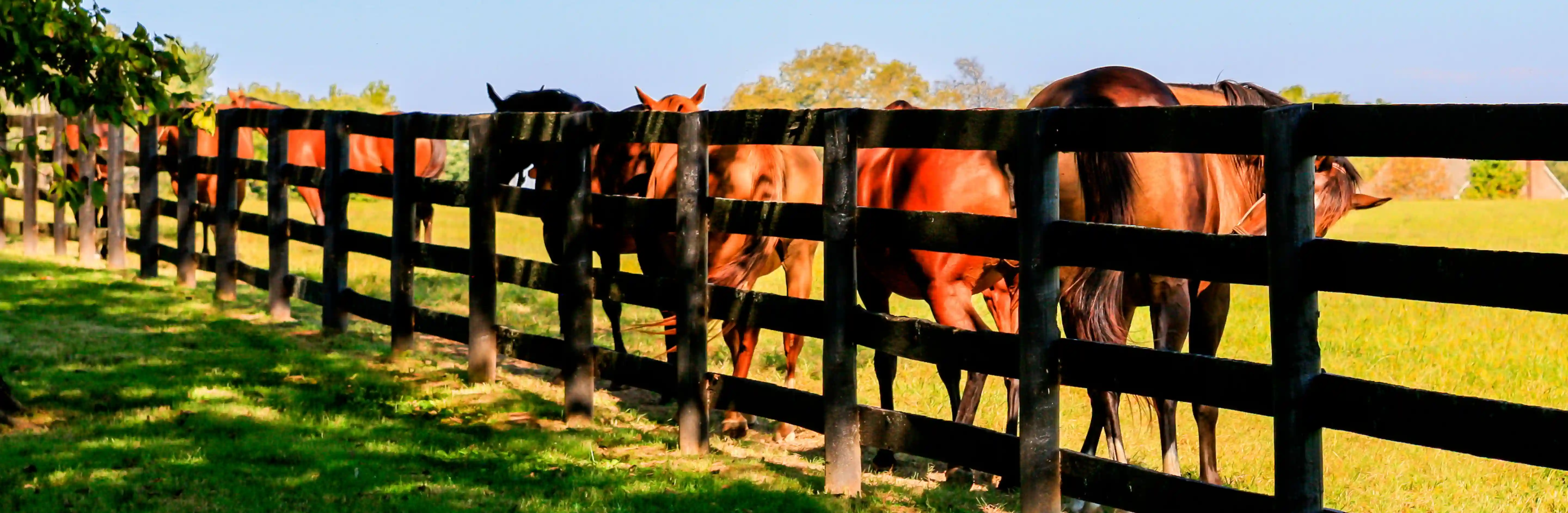 Background Image - Hoof Support Supplement
