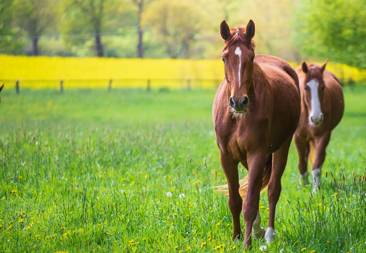 Horses Grazing On Meadow 