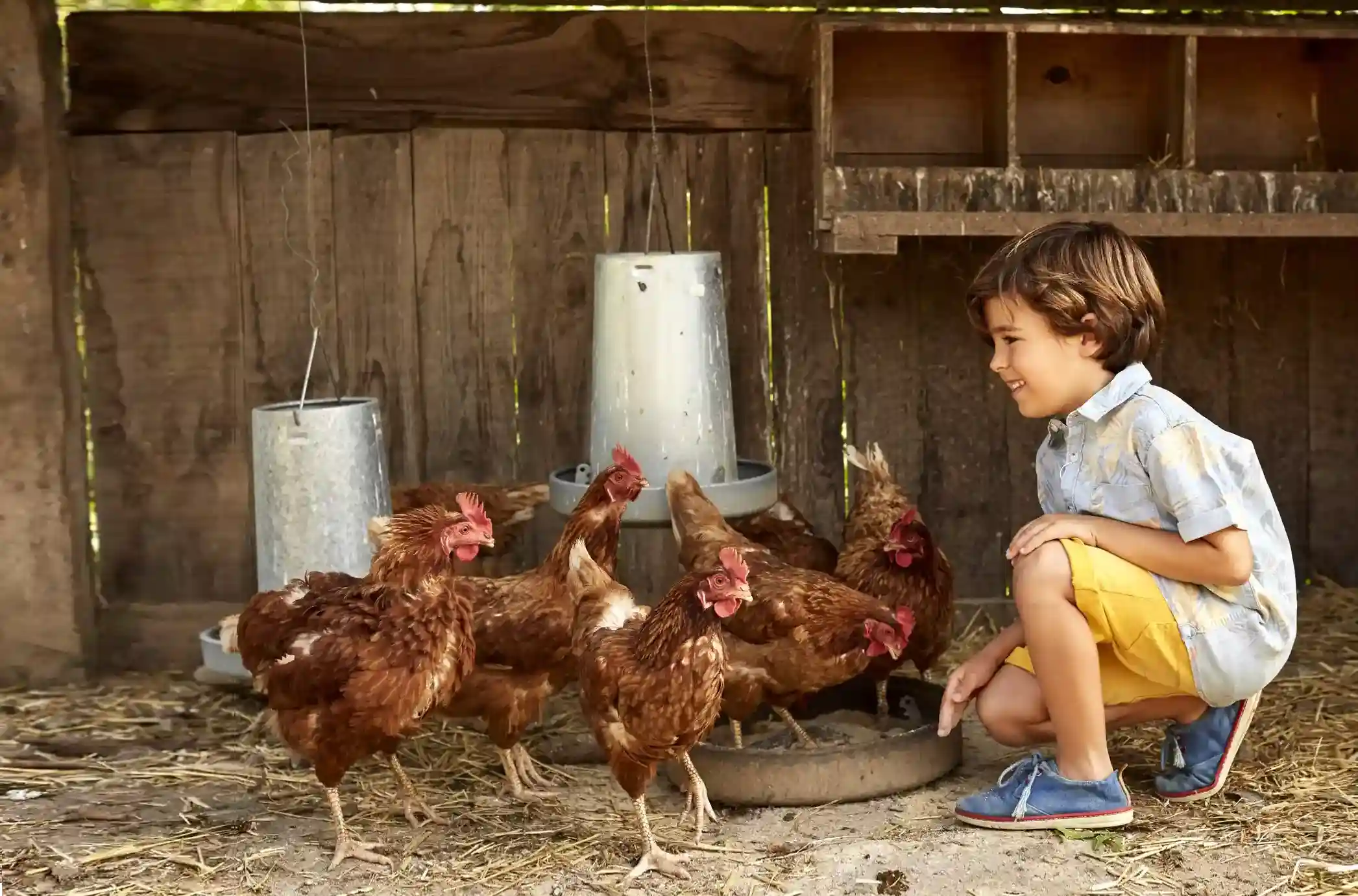 bg-boy-chickens.webp