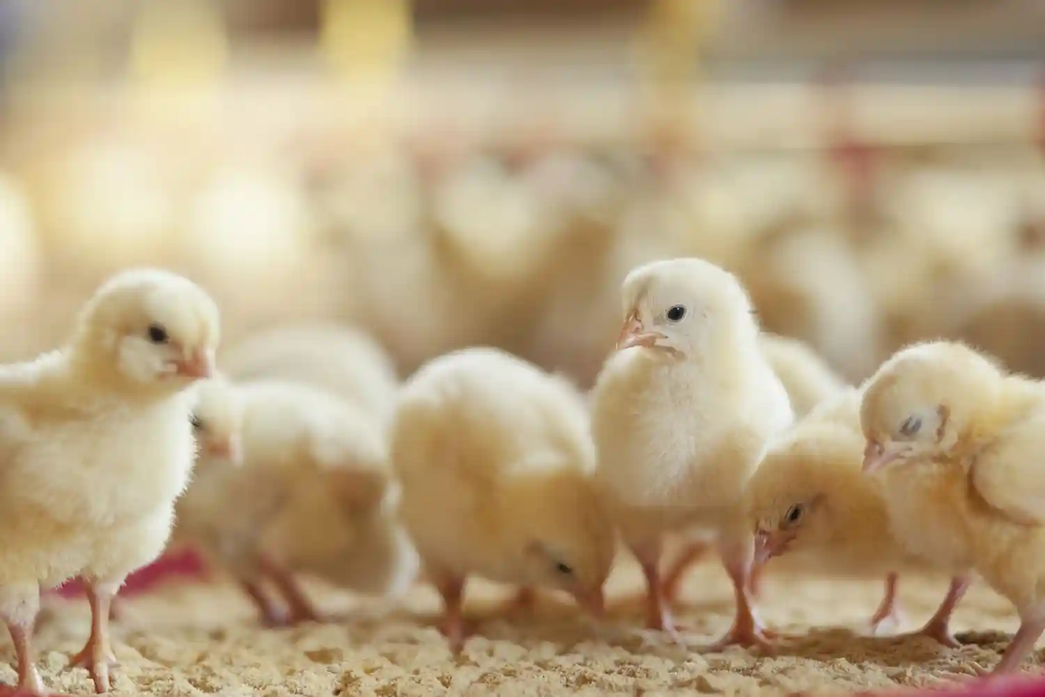 Background Image - 18% Chick Starter-Grower Medicated