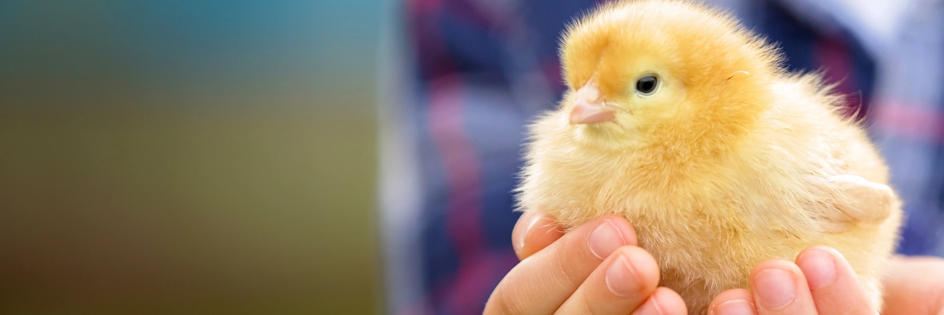 chick in person's hand