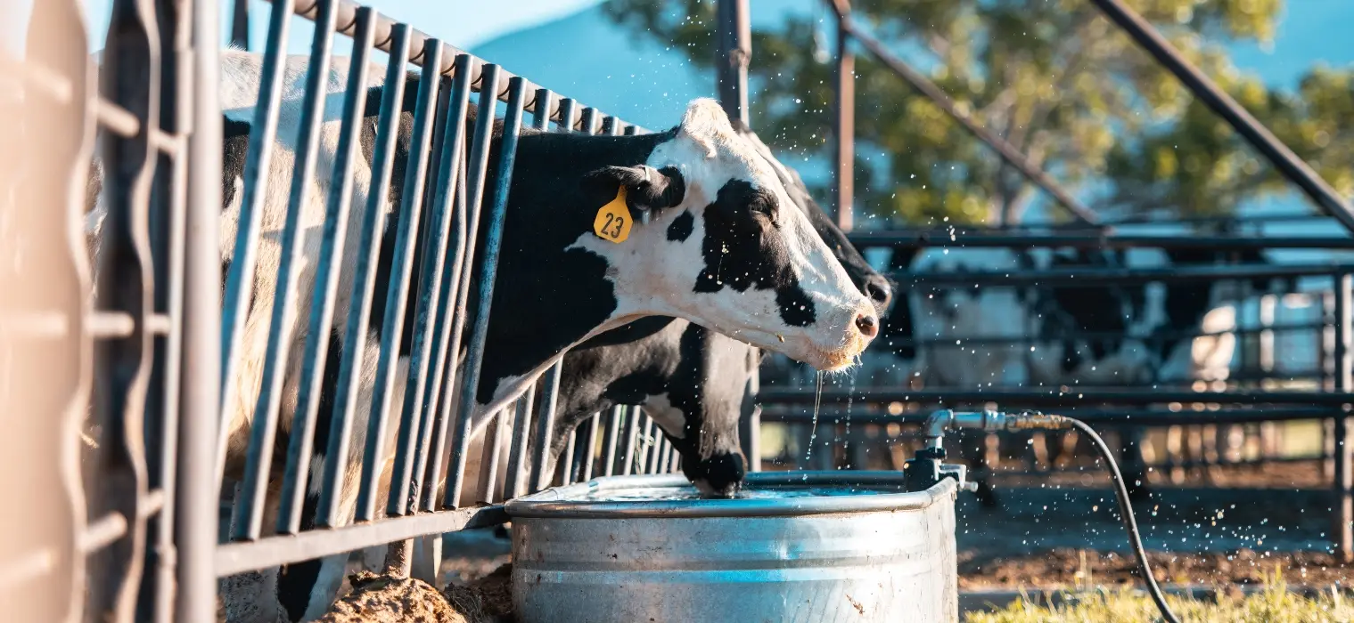 Cows in a pen on a ranch