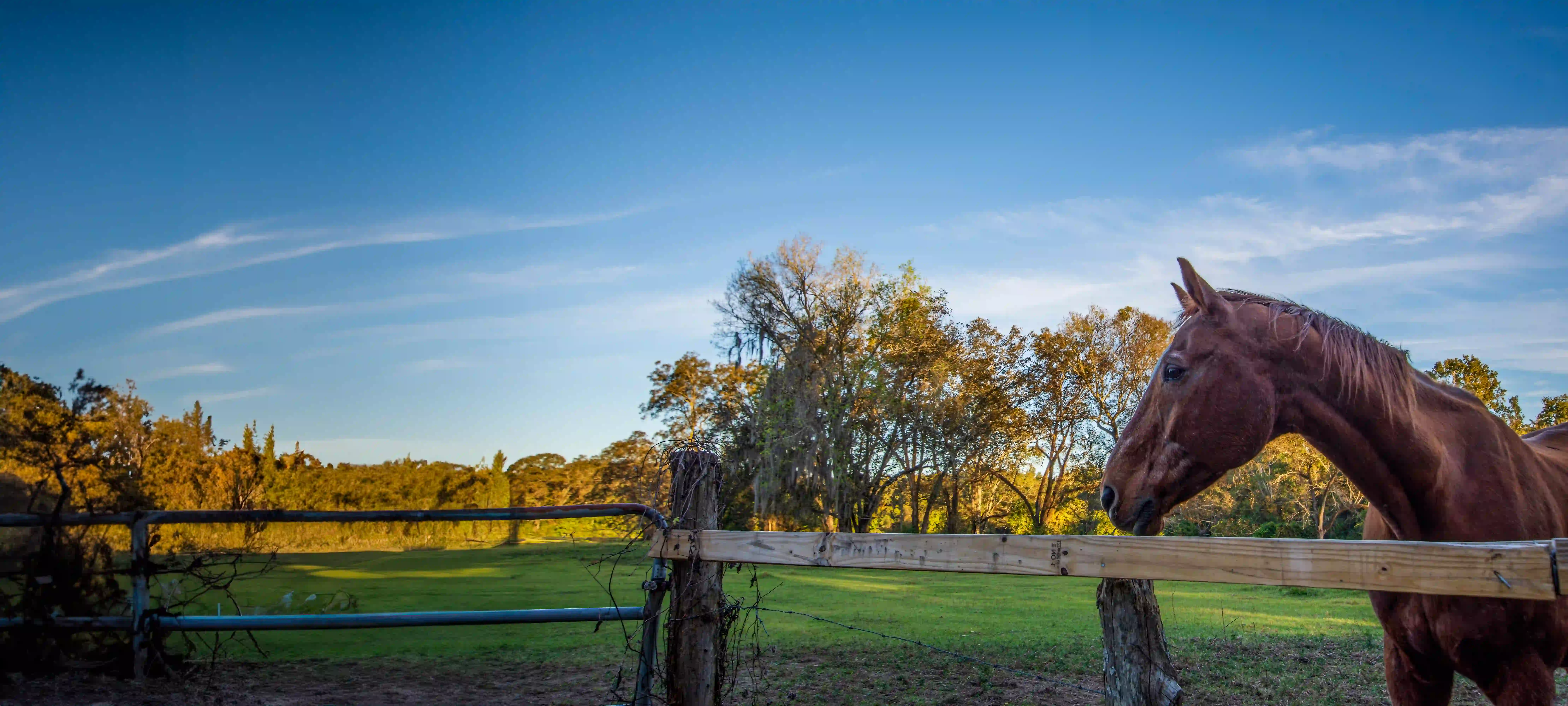Background Image - Senior Horse