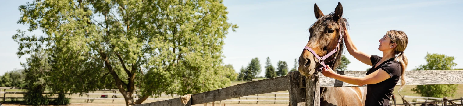 Background Image - Horse Treats 