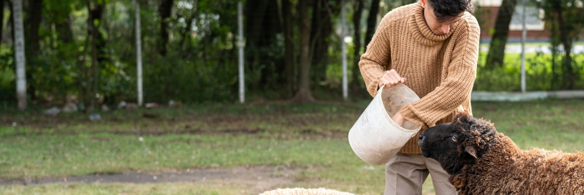 Farmworker feeding sheep and goats