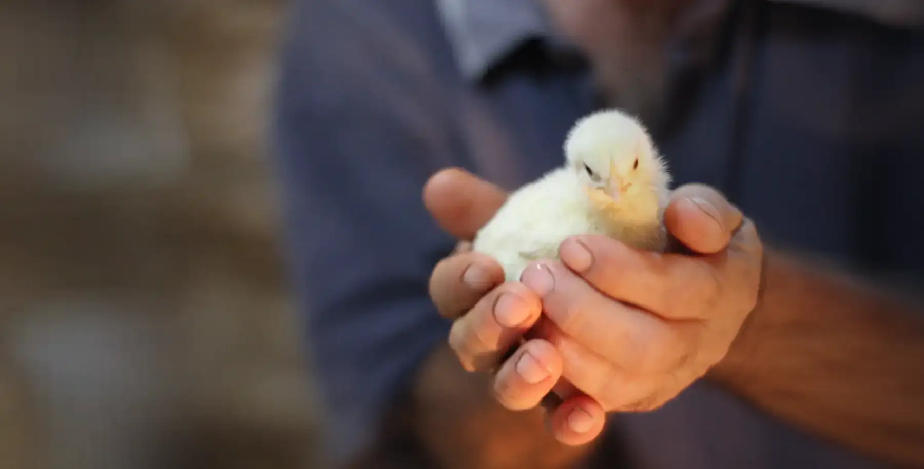 chick-hand.webp