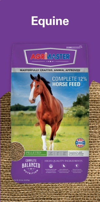 equine