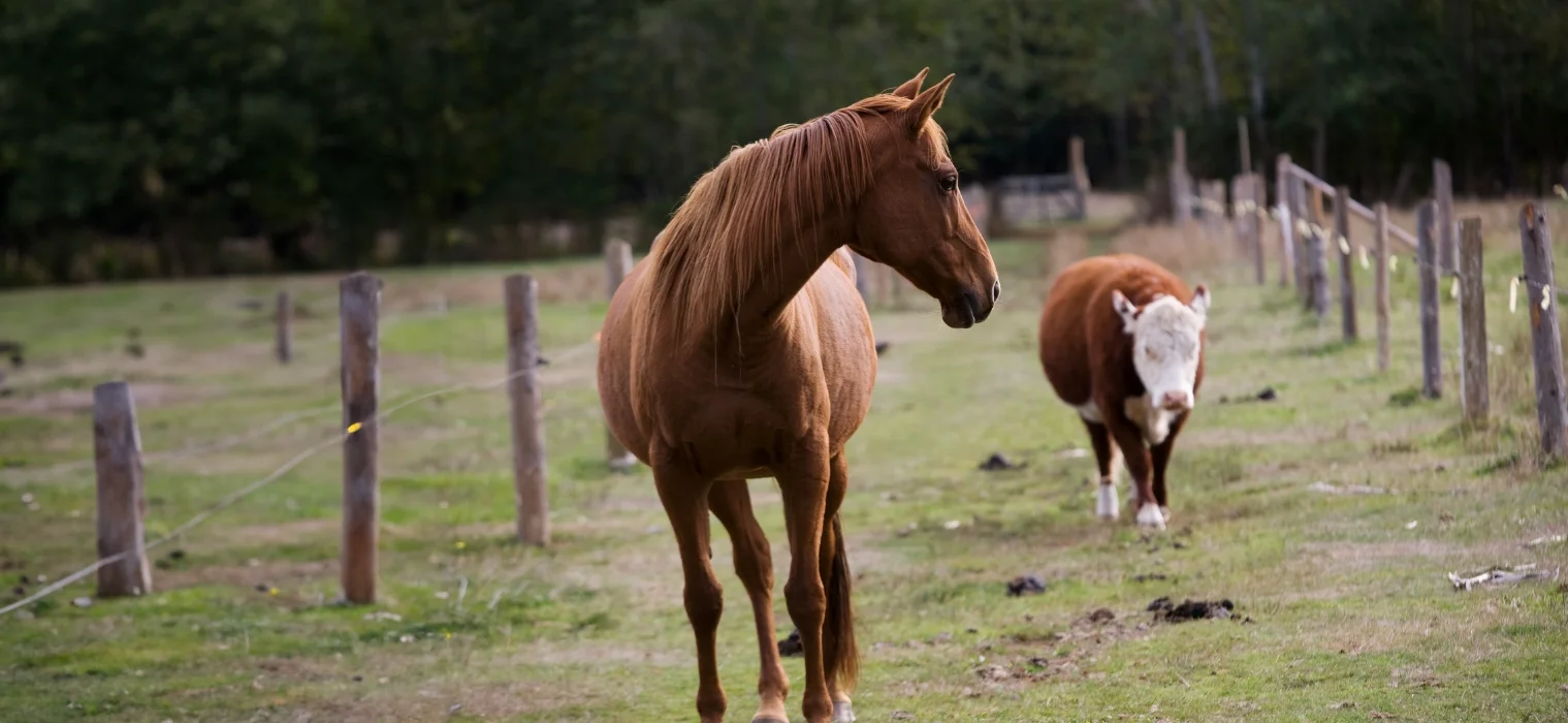 A horse and a cow graze in a field 