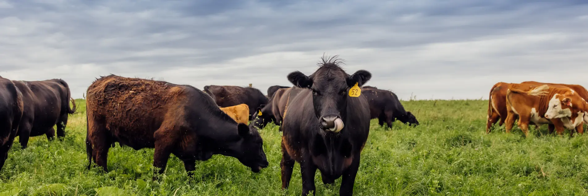 cows grazing in a pasture in